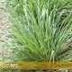 Citronella-Java 爪哇香茅